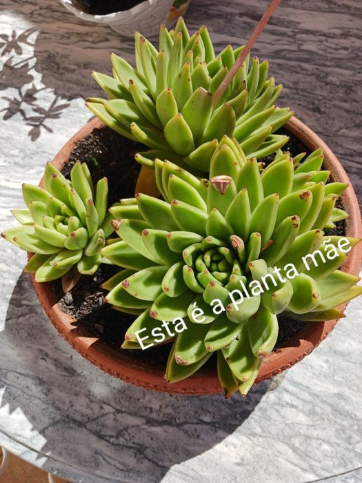 Planta suculenta- Echeveria agavoides