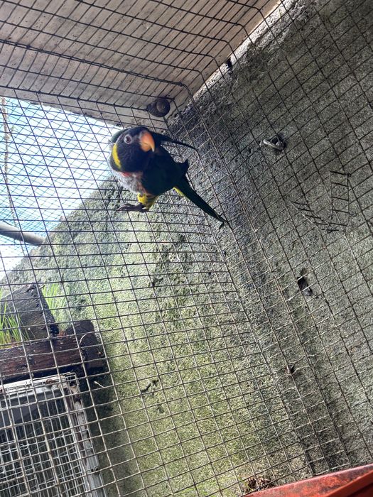 Femea loris hematudos