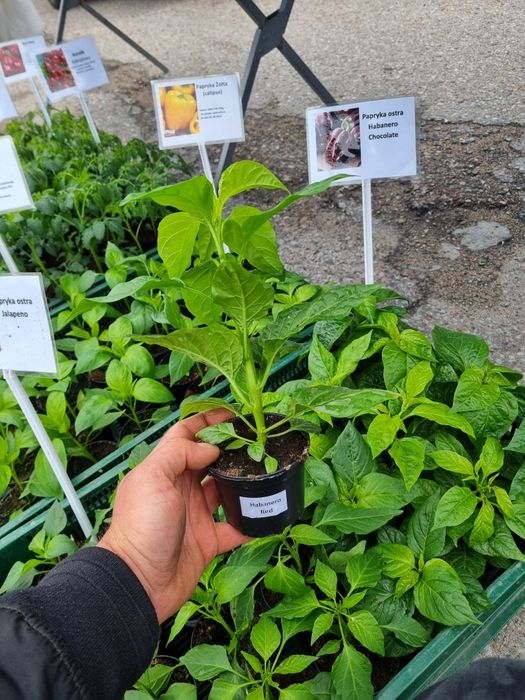 Papryka Habanero red chocolate jalapeno cayenne caroline repear