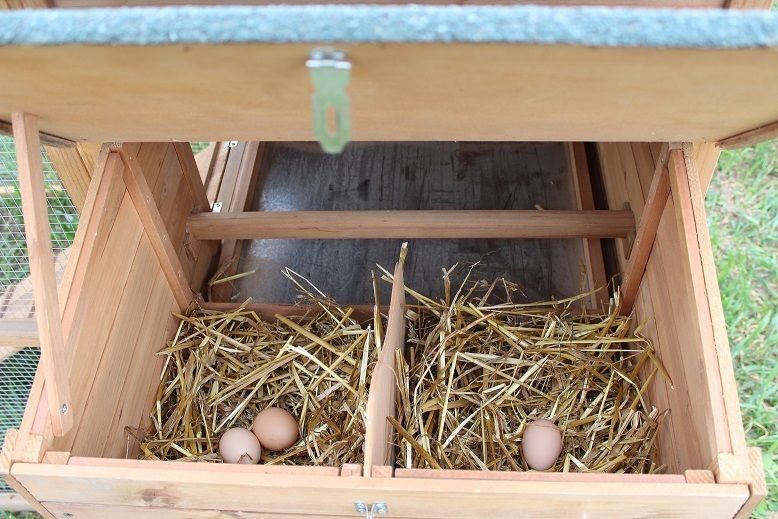 Курятник,миникурятник на 5-8  кур.