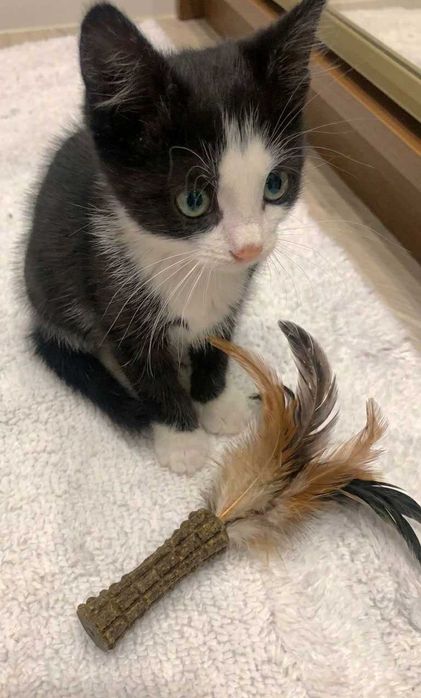 Котик котята красивый рыжий тигровый
