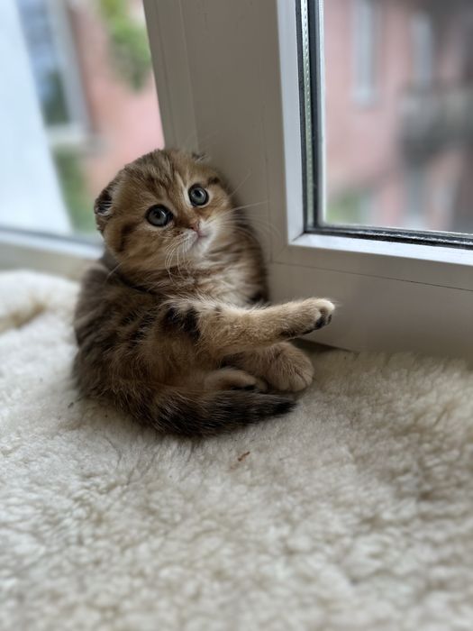 Шотландські кошенята