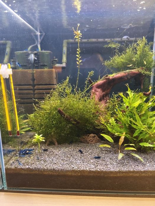 Krewetki blue velvet