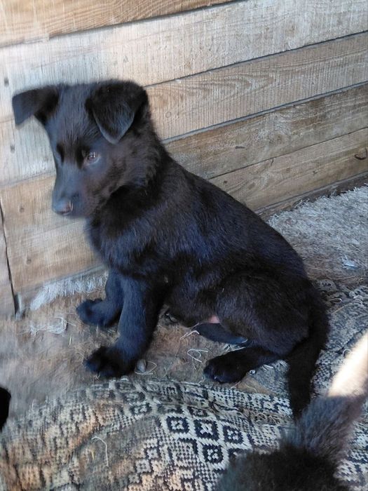 Цуценята німецької вівчарки