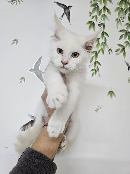 Maine Coon kocur ds11