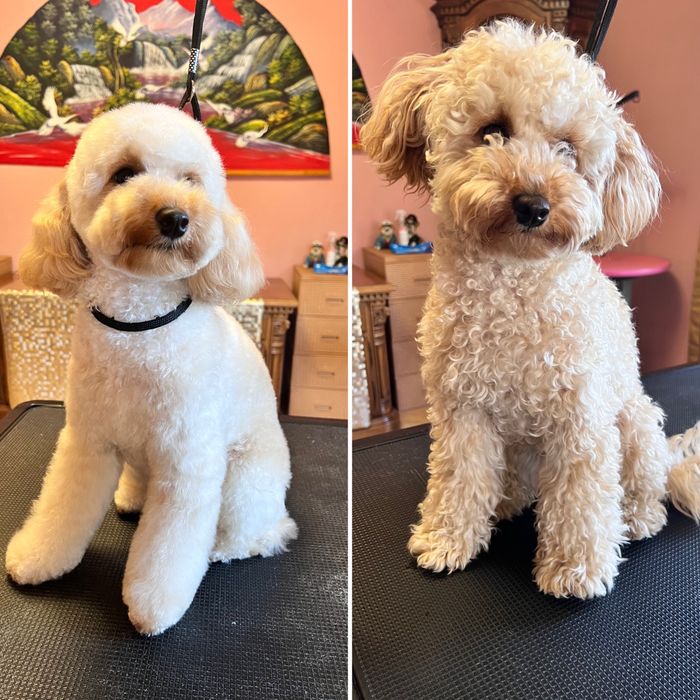 Грумінг для тварин