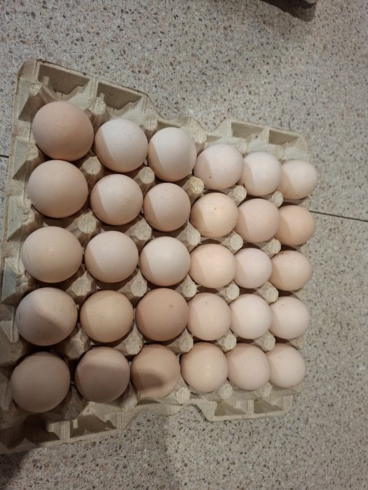 Jaja legowe LEGHORN, tenczanka ,TĘCZANKA