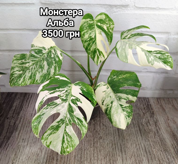МонстераТайське Сузір'я, Альба,Мінт, Карстеніанум, Єлов