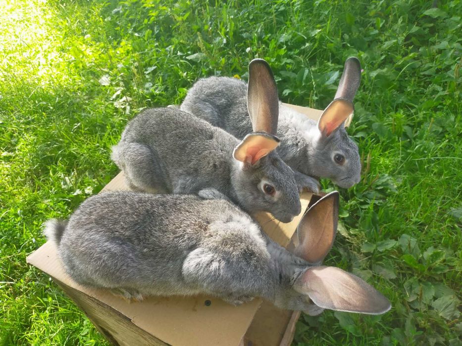 Кролі породи Шиншила. Німецький строкатий велетень.