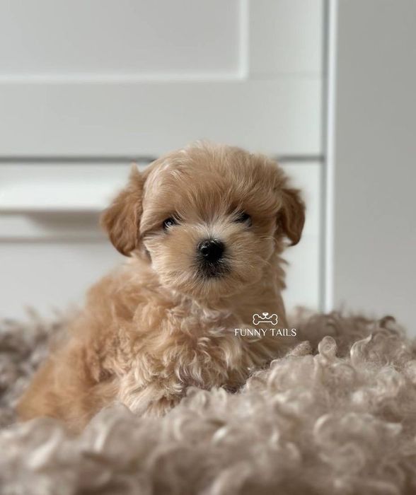 Мальтіпу Ф1,Ф2 зі Львова