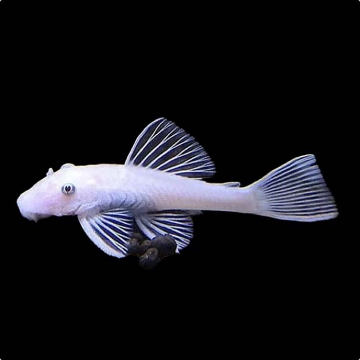 Ancistrus red e albinos. 5€