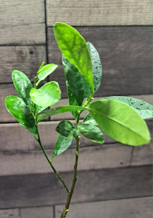 Щеплений лимон(лаймкват) Юстис