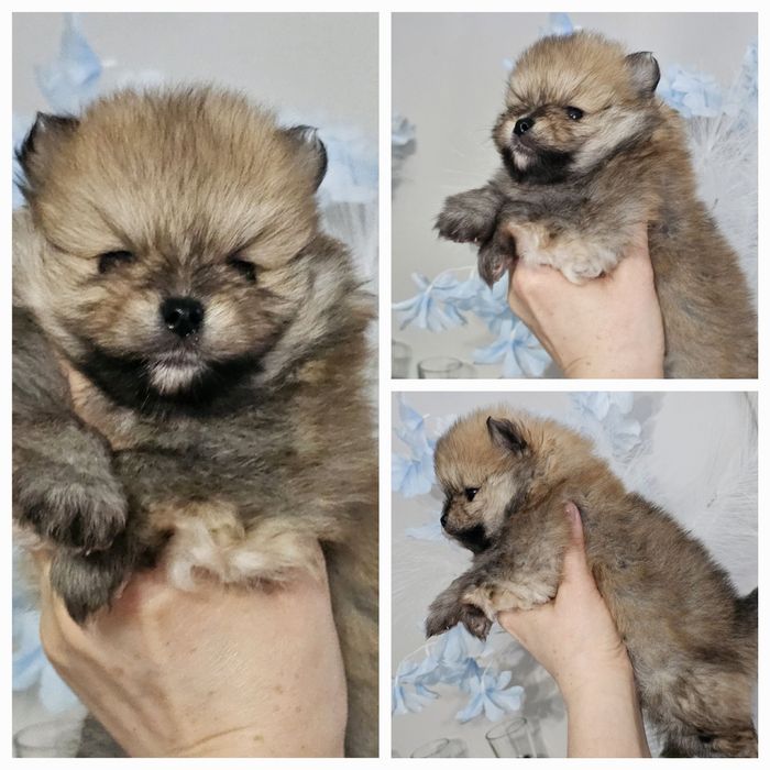 Sunia  Szpic miniaturowy pomeranian ZKwP FCI