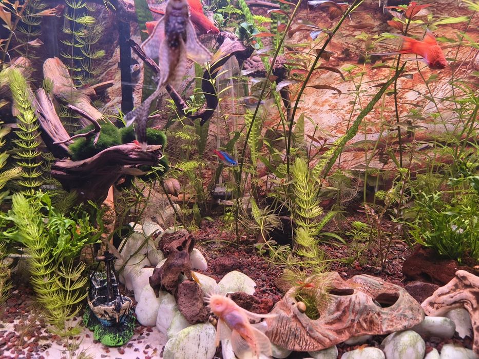 Sprzedam rośliny akwariowe z nadwyżki