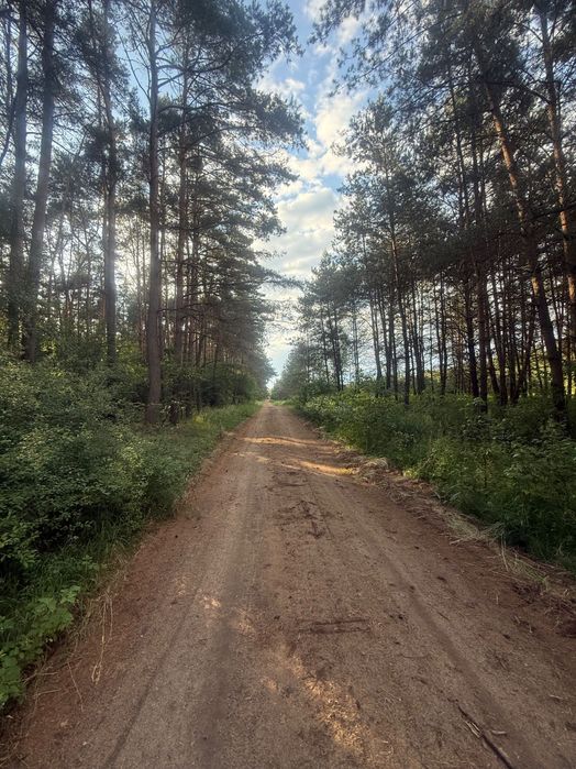 Działka przy lesie Nekielka - Widok 3