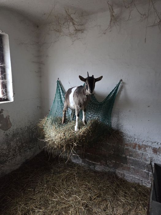 Sprzedam kozy mleczne