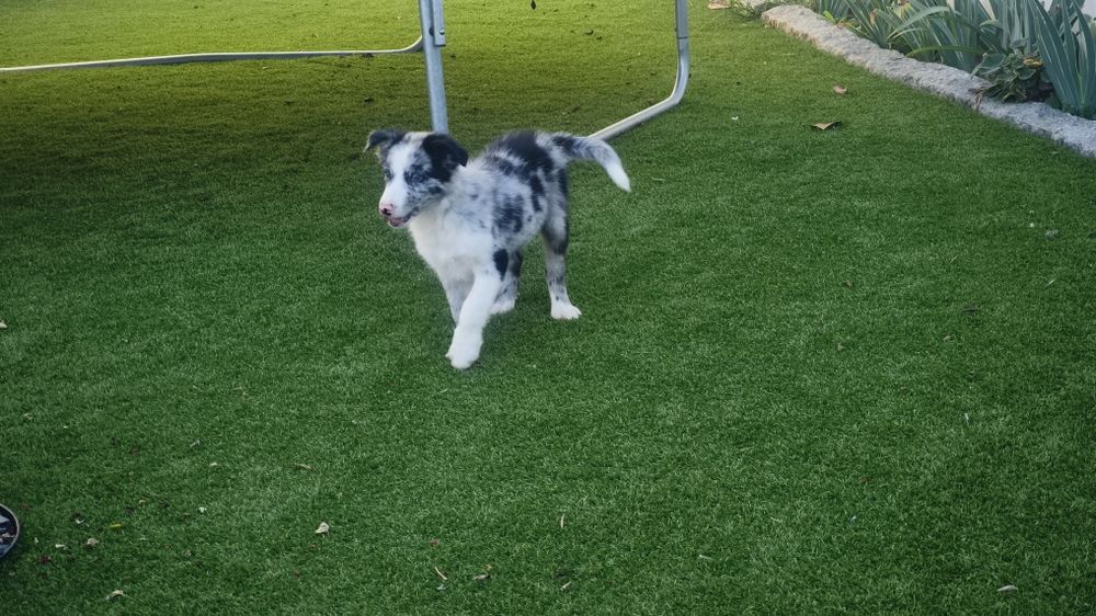 Lindíssimo Border collie macho Belue Merle  disponível