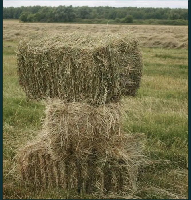 Продам тюки сіна, сіно