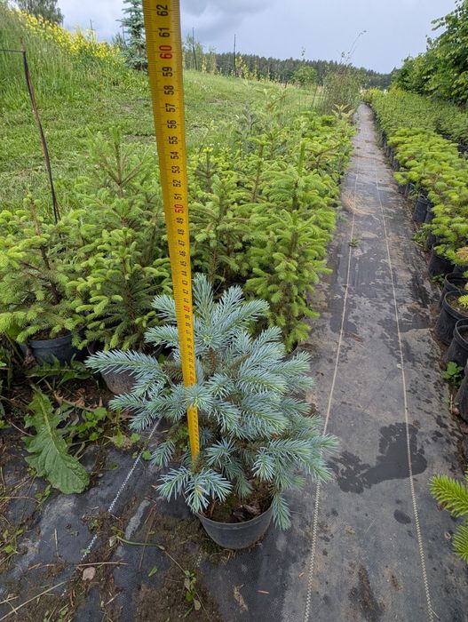 Świerk srebrny 5 letni doniczka 40 cm