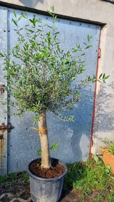 Palma waszyngtonia robusta yucca rostrata brahea armata pien 100cm dasylirion seratofolium pien 70,drzewo oliwne obwod pnia 140 cm  wys . 3m.