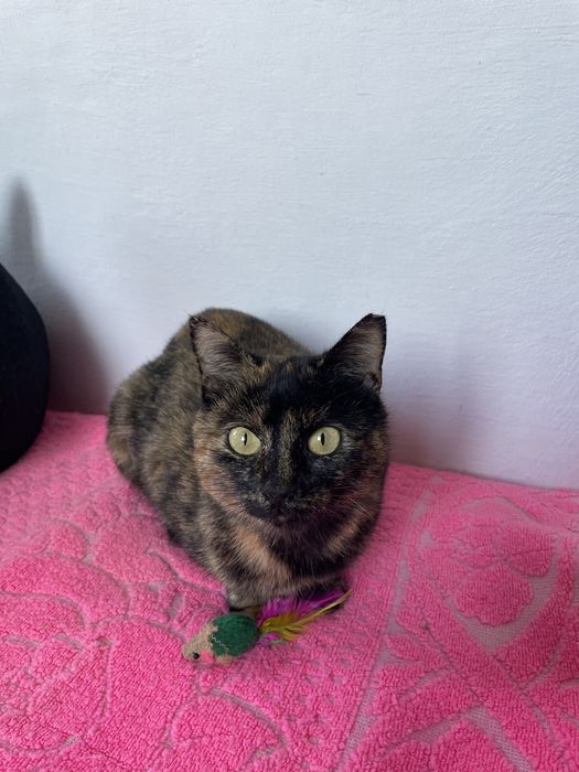 Кошечка в добрые руки