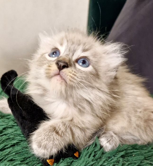 Curl American kocurek pręgowany z chabrowymi oczkami