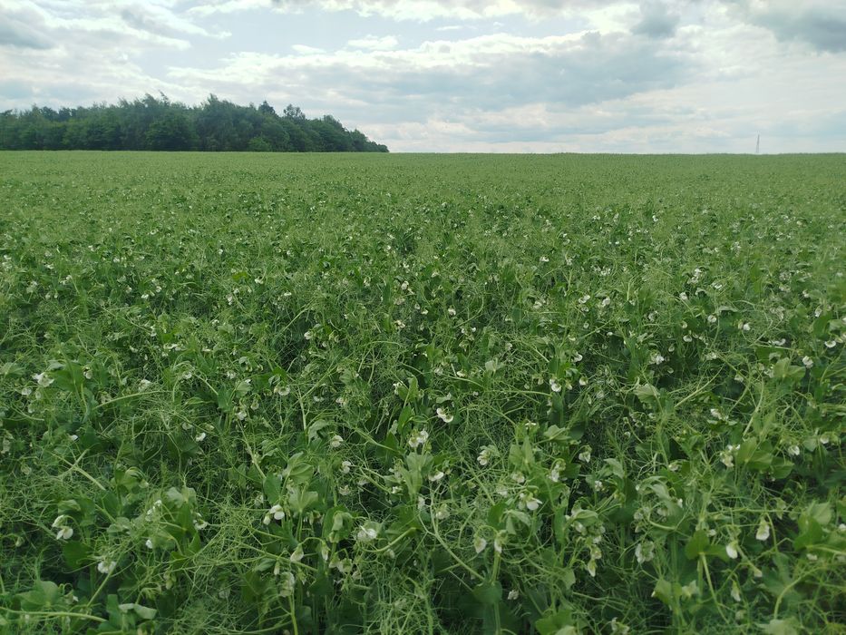 Groch na grochowkę 20 kg WYSYŁKA InPost