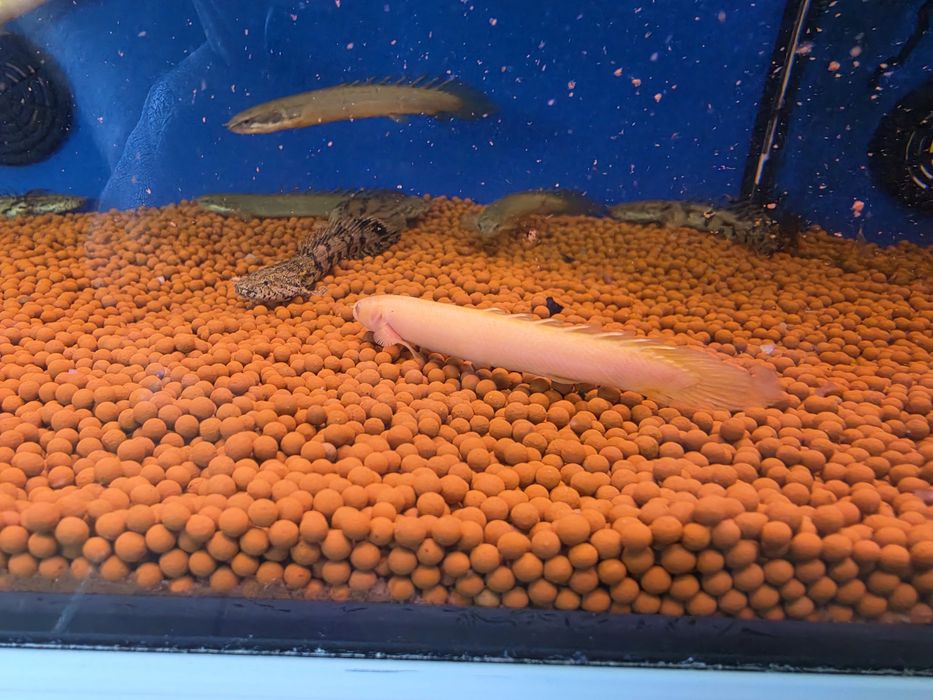 Polypterus Senegalus Albino