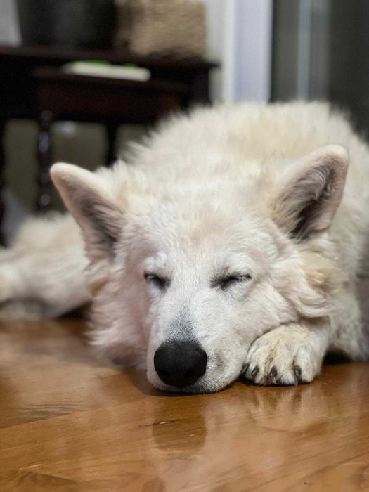 Pastor Branco Suíço fêmea – criado em ambiente familiar