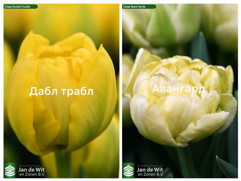 Цибулини голандських тюльпанів