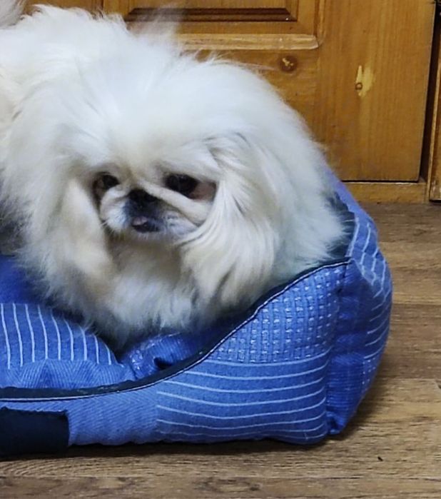 Мальчики королевского пекинеса