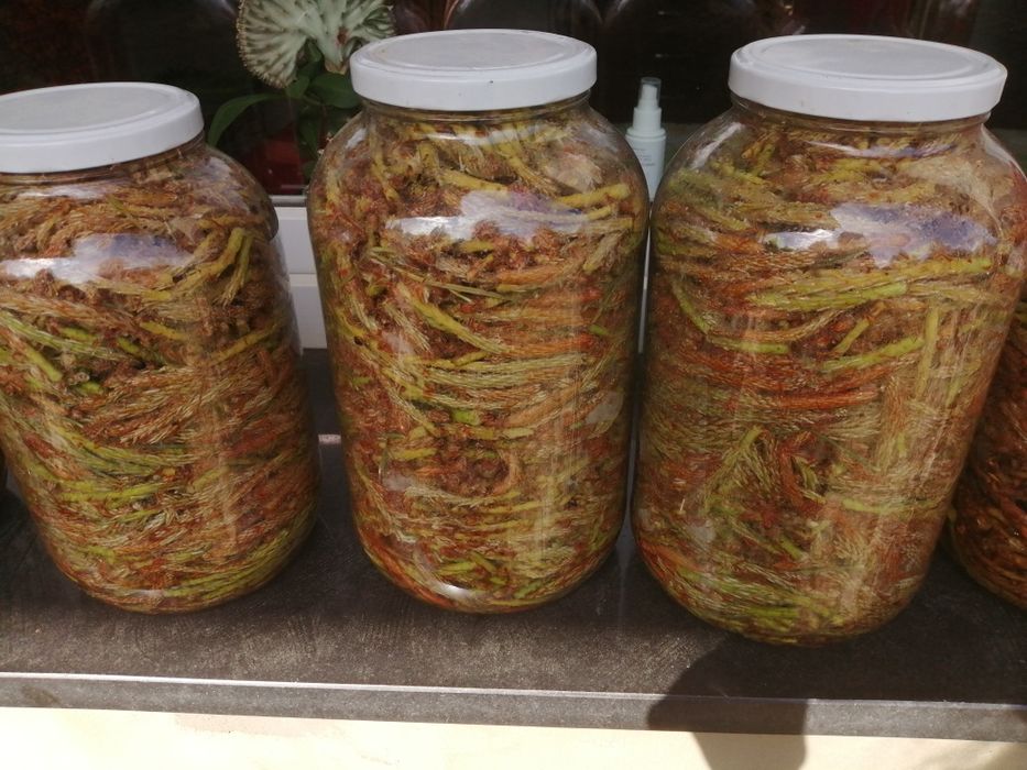 Syrop pędy sosny 3 sztuki