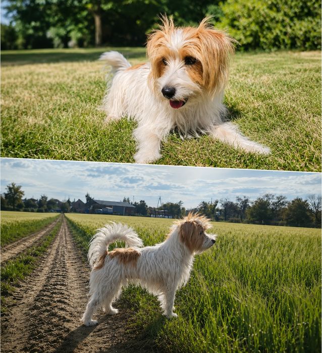 Jack Russell Terrier