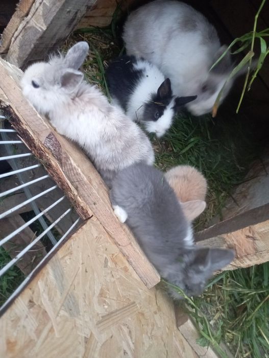 Sprzedam młode miniaturki