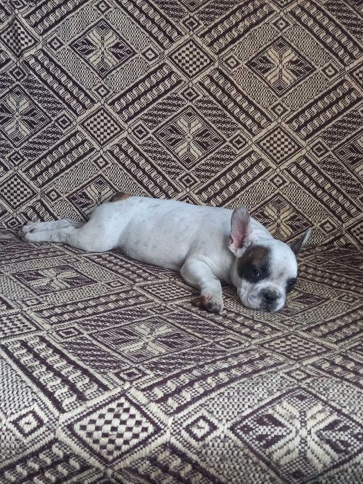 Buldog francuski piesek