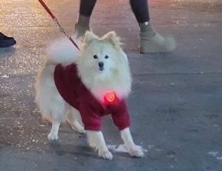 Продам  шпіца  девочку