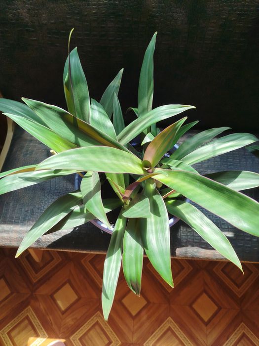 Продам традесканцию разных размеров