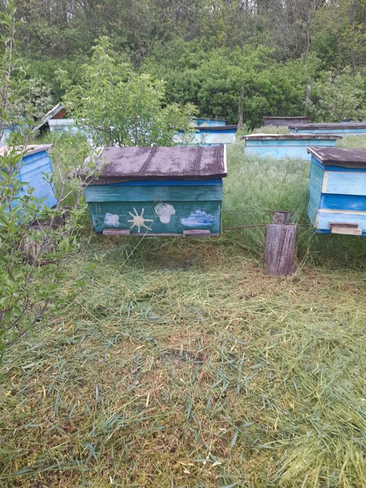 Продам вулики які були у використанн , самовивіз...і