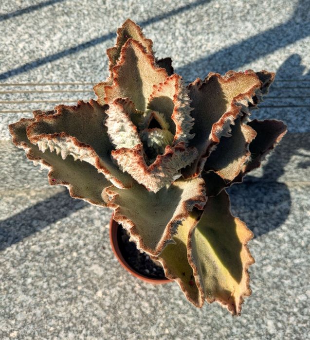 Plantas , catos, suculentas, protea, leucadendro