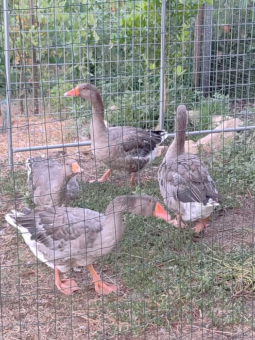 4 Gansos machos Toulouse para venda ou troca