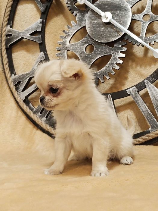 Chihuahua suczka długowłosa