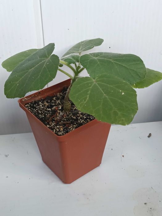 Uncarina roeoesliana