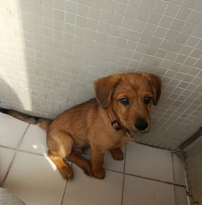 Cão de 4 meses para adoção responsável