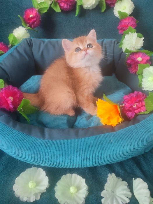 Британская золотая шиншилла, котёнок британец