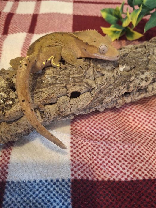 Gekon orzęsiony nsex Harlequin 12g