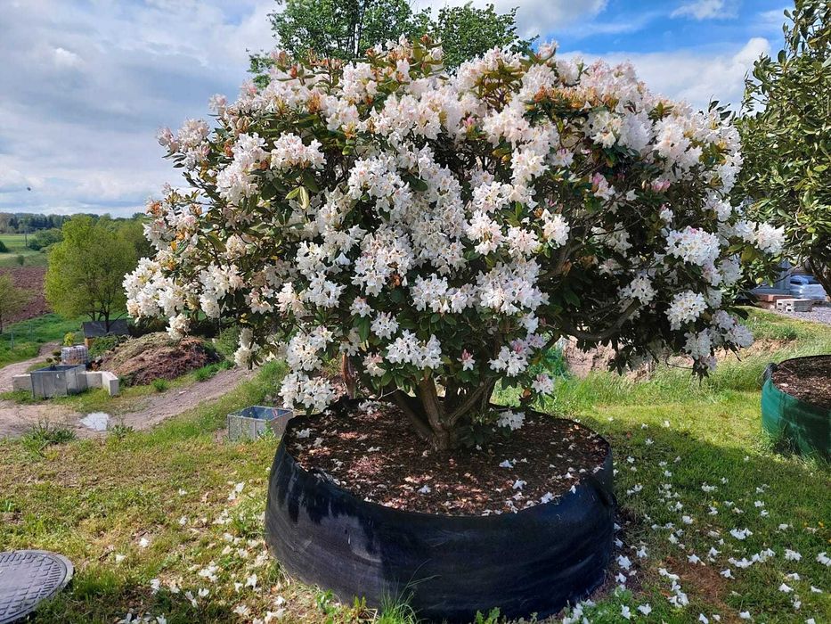 Rhododendron, różanecznik