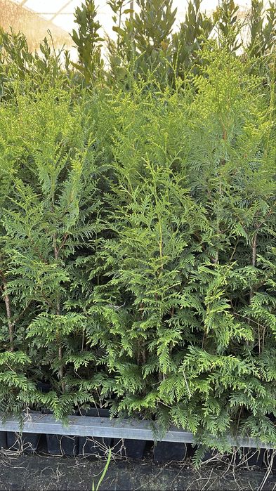 Tuia Plicata “Gerderland”