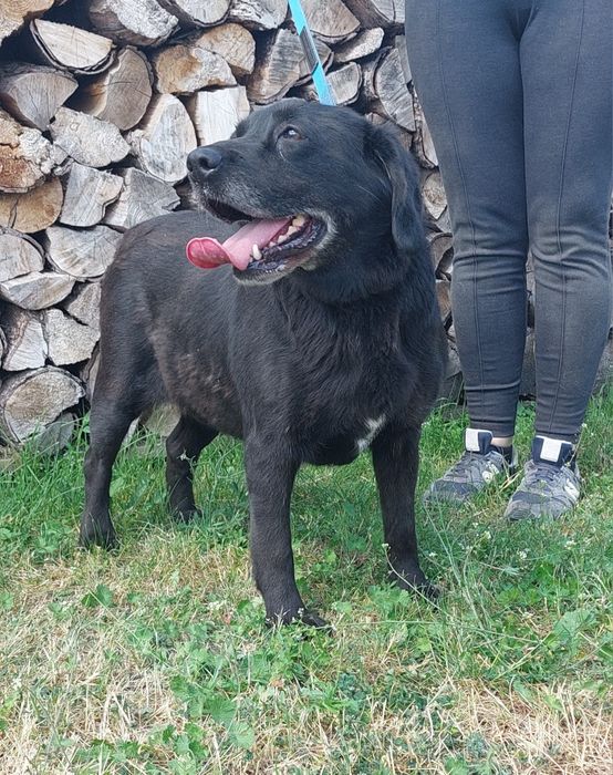 Negra sunia do adopcji