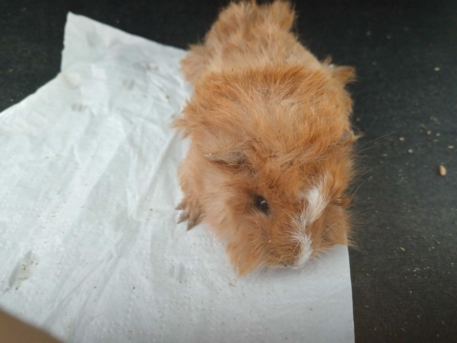 Vendo verdelhoes anilhados de cativeiro