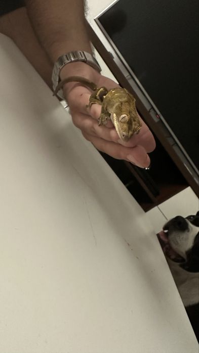Dwa gekony orzęsione + terrarium